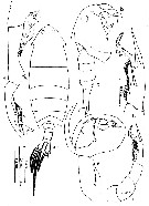 Espèce Pontella diagonalis - Planche 1 de figures morphologiques