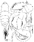 Species Pontella vervoorti - Plate 2 of morphological figures
