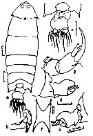 Species Pontella sp.B - Plate 1 of morphological figures