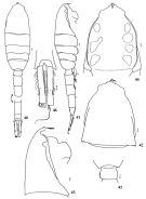 Species Metridia ferrarii - Plate 4 of morphological figures