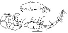 Espèce Ivellopsis denticauda - Planche 2 de figures morphologiques