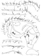 Espèce Metridia ferrarii - Planche 5 de figures morphologiques