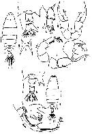 Espèce Labidocera stylifera - Planche 2 de figures morphologiques