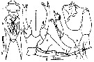 Espèce Labidocera acutifrons - Planche 3 de figures morphologiques