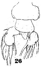 Espèce Labidocera acutifrons - Planche 5 de figures morphologiques