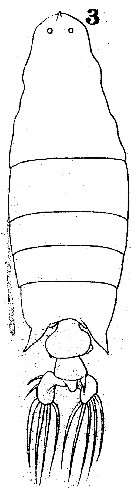 Espèce Labidocera acutifrons - Planche 4 de figures morphologiques
