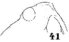 Espèce Labidocera acutifrons - Planche 7 de figures morphologiques