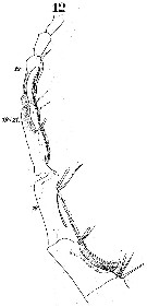 Espèce Labidocera acutifrons - Planche 9 de figures morphologiques