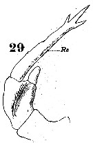 Espèce Labidocera nerii - Planche 5 de figures morphologiques