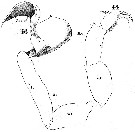 Espèce Labidocera acuta - Planche 9 de figures morphologiques