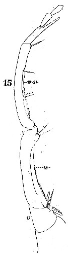 Espèce Labidocera acuta - Planche 8 de figures morphologiques