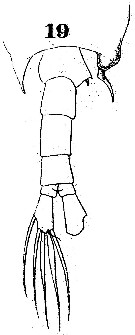 Espèce Labidocera acuta - Planche 10 de figures morphologiques