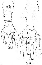 Espèce Labidocera acuta - Planche 5 de figures morphologiques
