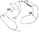 Espèce Labidocera minuta - Planche 8 de figures morphologiques