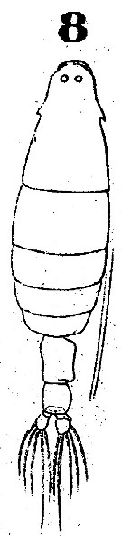 Espèce Labidocera minuta - Planche 4 de figures morphologiques