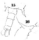 Espèce Labidocera minuta - Planche 7 de figures morphologiques