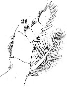 Espèce Pontella mediterranea - Planche 8 de figures morphologiques