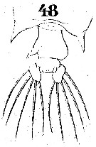 Species Pontellopsis strenua - Plate 3 of morphological figures