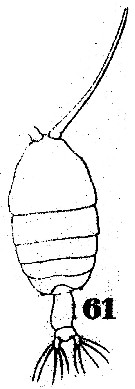 Espèce Pontellopsis tenuicauda - Planche 3 de figures morphologiques