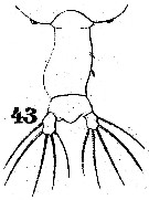 Espèce Pontellopsis tenuicauda - Planche 4 de figures morphologiques