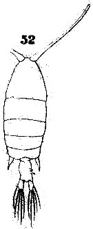 Espèce Pontellopsis brevis - Planche 1 de figures morphologiques