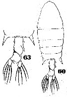 Species Pontellopsis lubbocki - Plate 1 of morphological figures