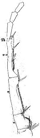 Espèce Labidocera detruncata - Planche 9 de figures morphologiques