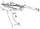 Species Labidocera lubbocki - Plate 6 of morphological figures
