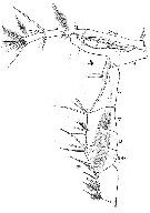 Species Labidocera brunescens - Plate 6 of morphological figures