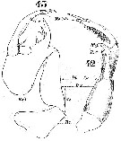 Espèce Labidocera brunescens - Planche 8 de figures morphologiques