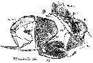Species Labidocera wollastoni - Plate 13 of morphological figures
