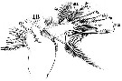 Espèce Labidocera wollastoni - Planche 19 de figures morphologiques