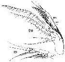 Species Labidocera wollastoni - Plate 20 of morphological figures