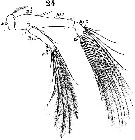 Species Labidocera wollastoni - Plate 8 of morphological figures