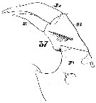 Species Labidocera wollastoni - Plate 6 of morphological figures