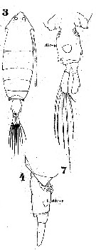 Espèce Pontella tenuiremis - Planche 1 de figures morphologiques