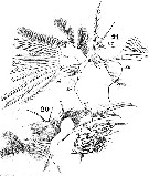 Species Pontellina plumata - Plate 15 of morphological figures