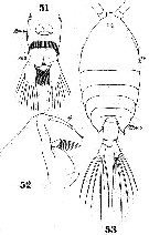Species Pontellina plumata - Plate 8 of morphological figures