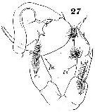 Espèce Pontella chierchiae - Planche 9 de figures morphologiques