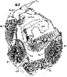 Species Pontella lobiancoi - Plate 9 of morphological figures