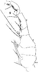 Species Pontella lobiancoi - Plate 8 of morphological figures