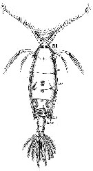 Species Pontella lobiancoi - Plate 10 of morphological figures