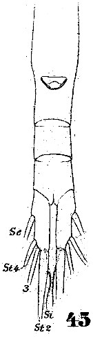 Espèce Euaugaptilus hecticus - Planche 4 de figures morphologiques