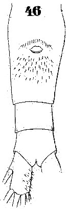 Espèce Euaugaptilus bullifer - Planche 7 de figures morphologiques
