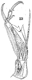 Espèce Corycaeus (Urocorycaeus) furcifer - Planche 5 de figures morphologiques