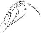 Espèce Corycaeus (Agetus) typicus - Planche 6 de figures morphologiques