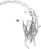 Espèce Corycaeus (Onychocorycaeus) catus - Planche 3 de figures morphologiques