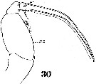 Espèce Corycaeus (Onychocorycaeus) catus - Planche 4 de figures morphologiques