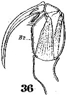 Espèce Corycaeus (Urocorycaeus) furcifer - Planche 7 de figures morphologiques