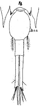 Espèce Corycaeus (Corycaeus) crassiusculus - Planche 8 de figures morphologiques